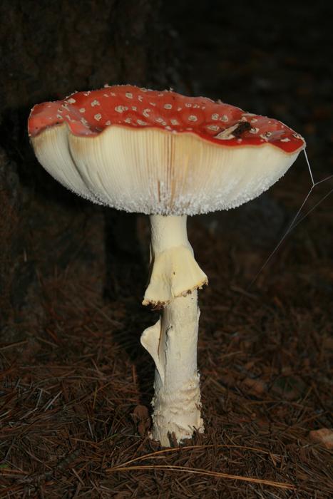 Mushroom Fly Amanita black background