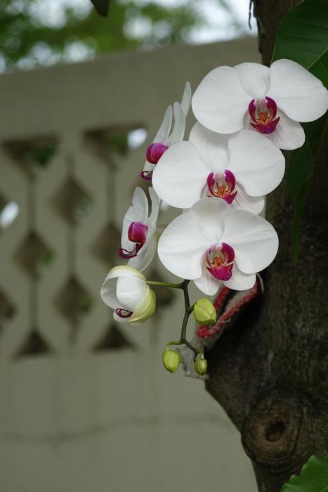 white orchid on the background of the fence
