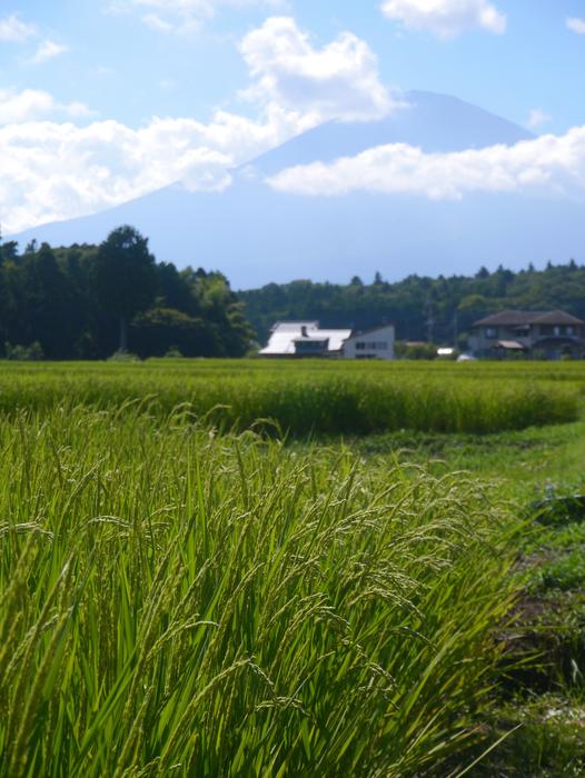 beautiful rice fields