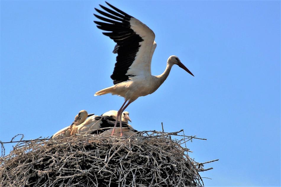 black-winged stork in the nest