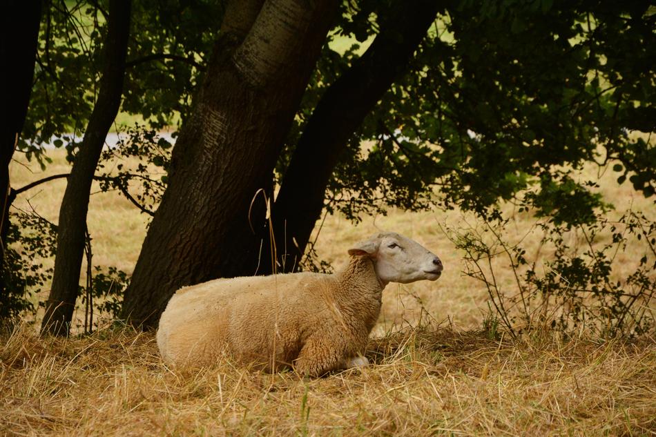 Sheep Pasture Livestock