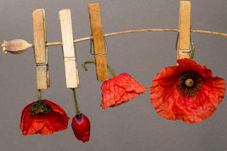 Poppy Flower Red