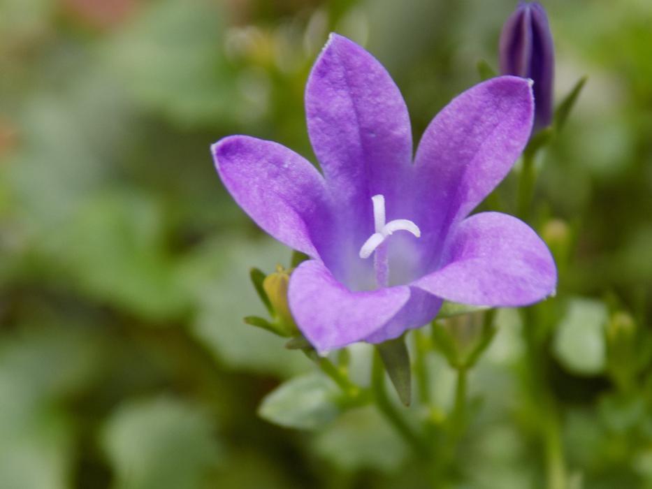 Violet Violaceae