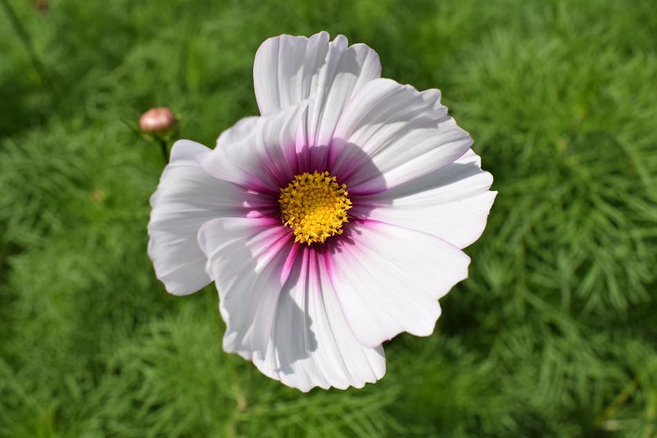 Blossom Bloom Flower