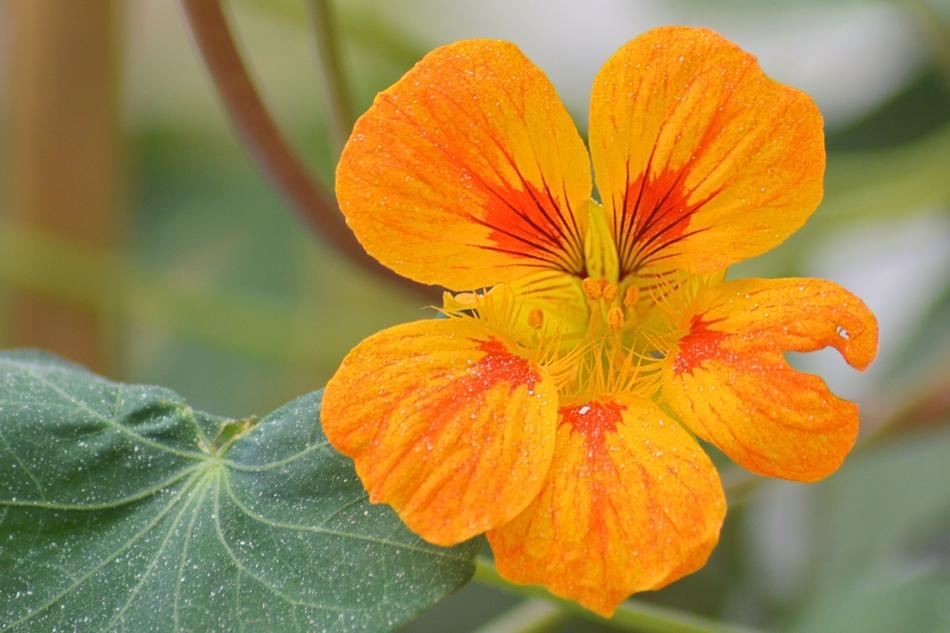 Blossom Bloom Orange