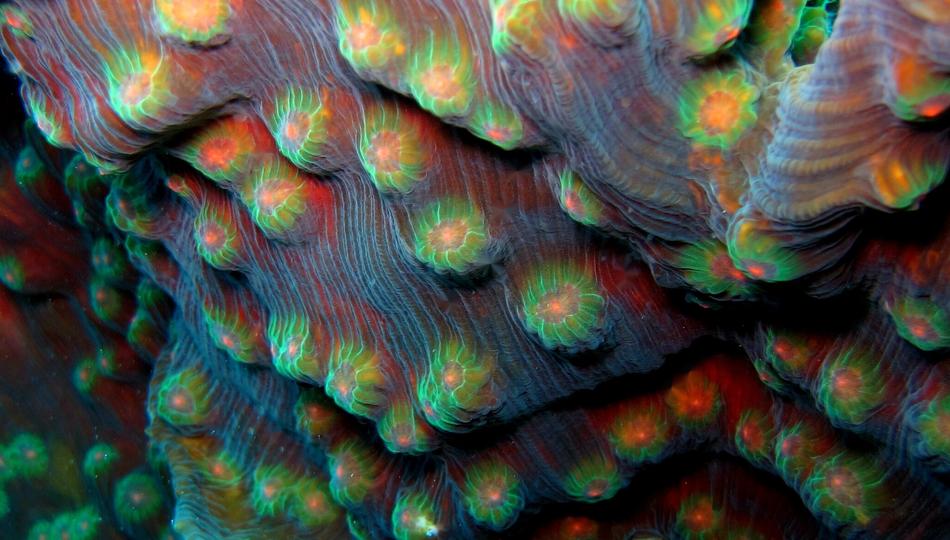 Coral Diving Red