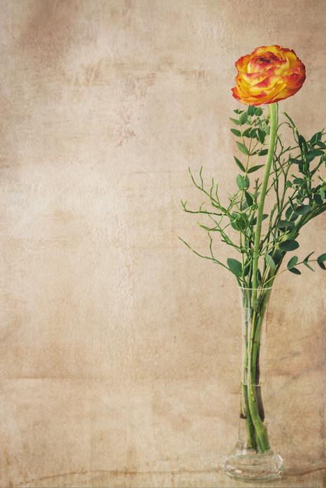 Ranunculus Flower Blossom