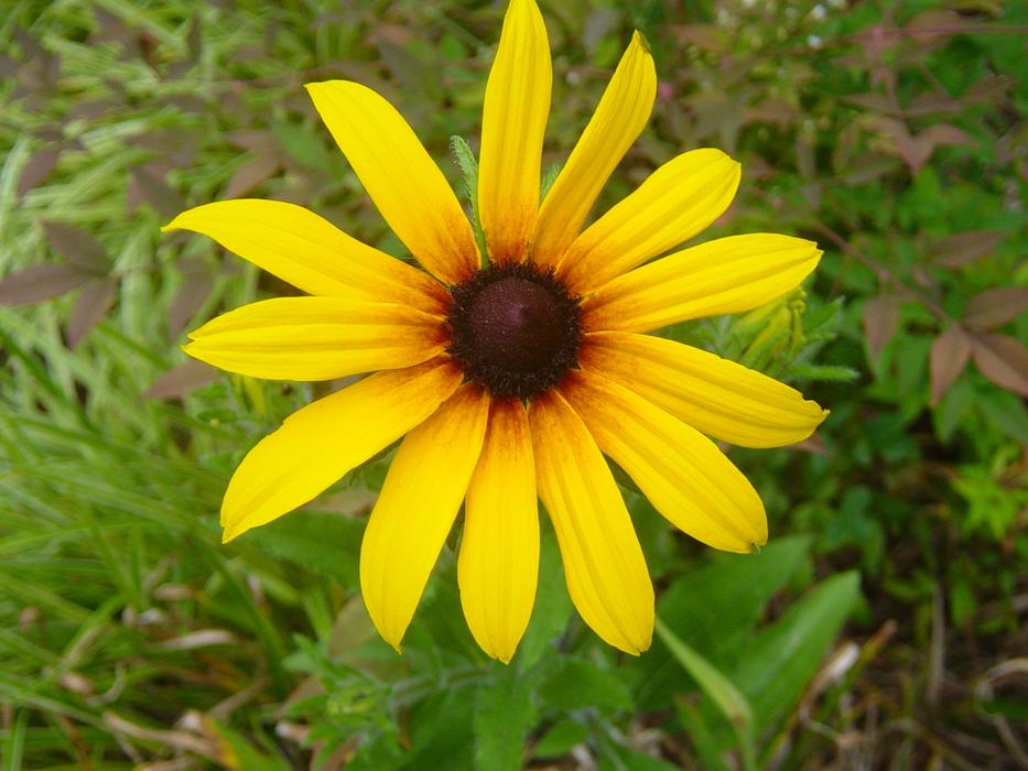 Daisy Yellow Asteraceae