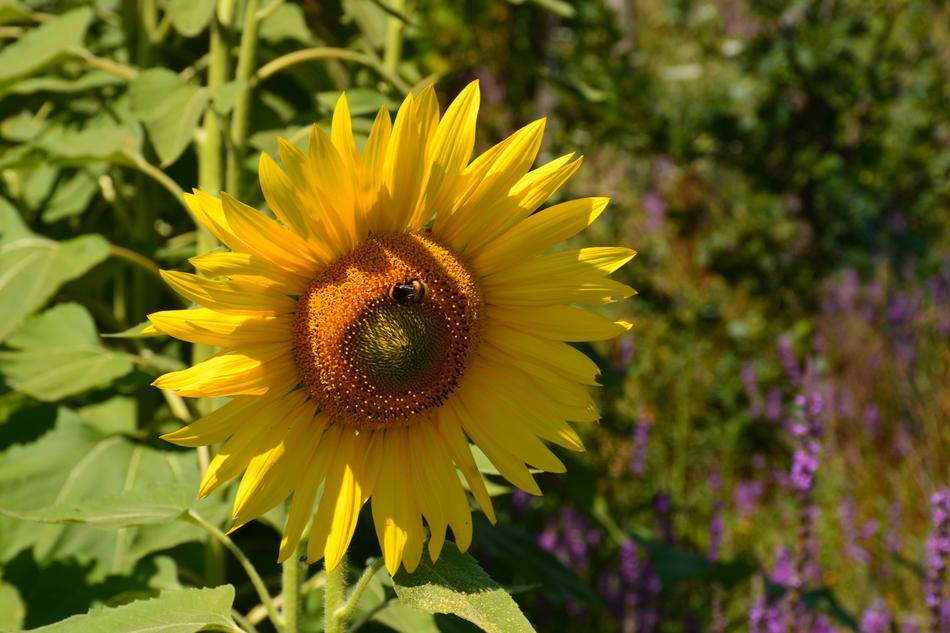 Photo Campaign Yellow