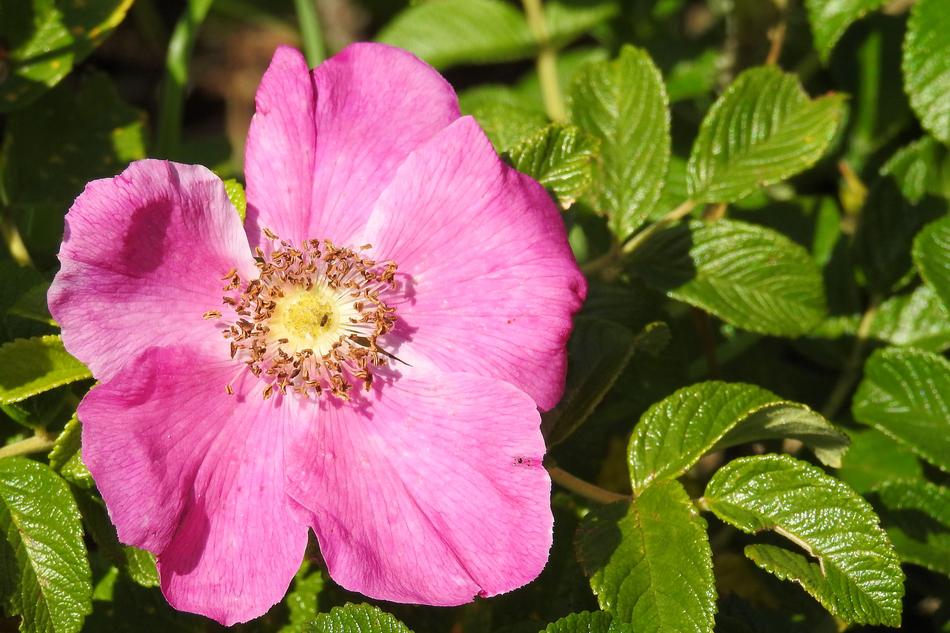 Potato pink Rose