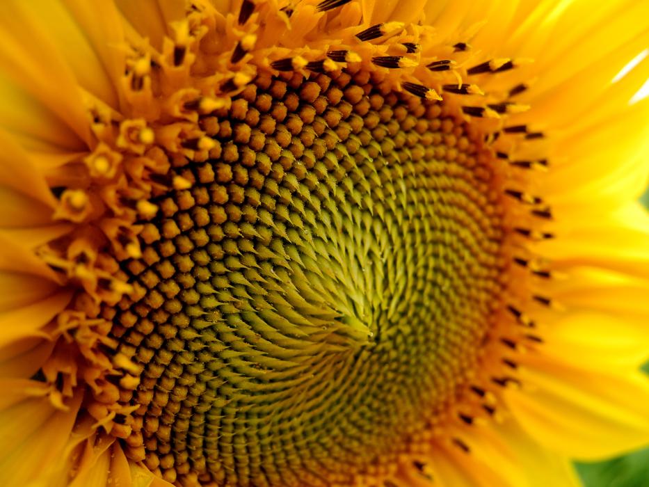 Sunflower Flower Of