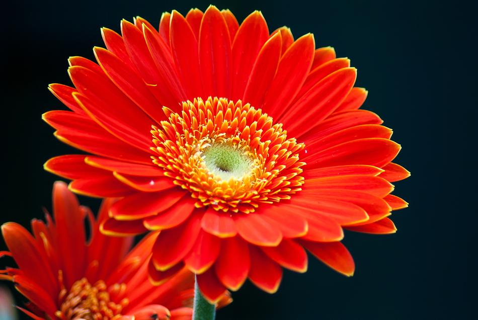 Gerbera Flower Color