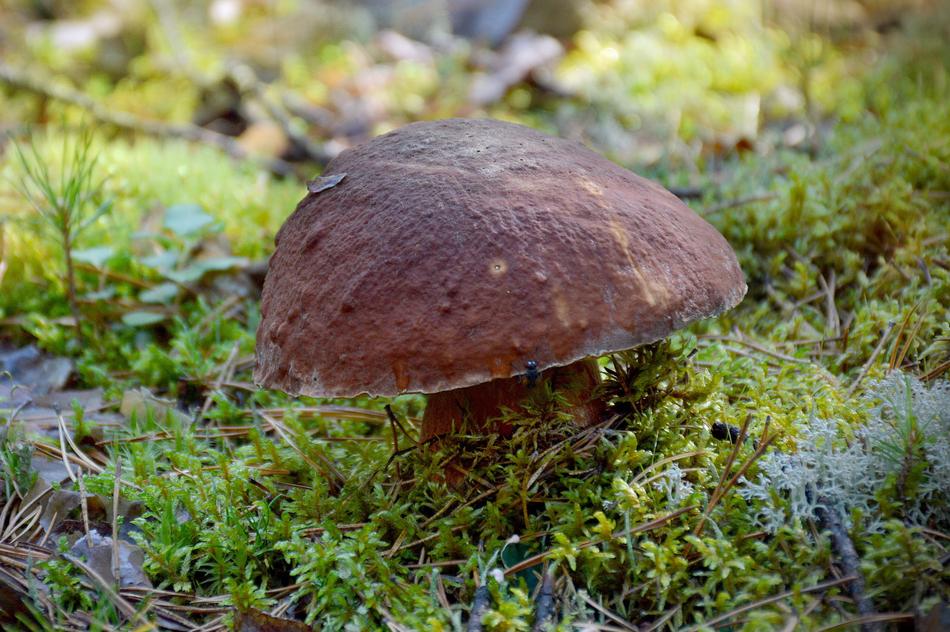 wild mushroom in the grass