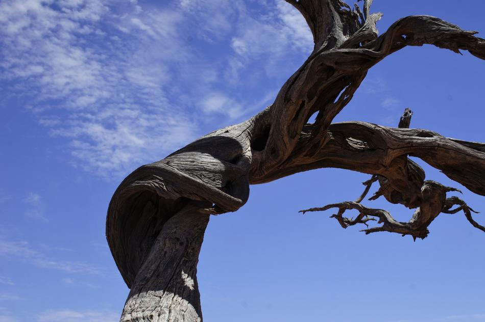 old tree on blue background