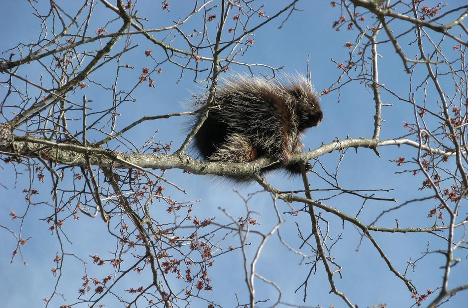 Canada Porcupine North American