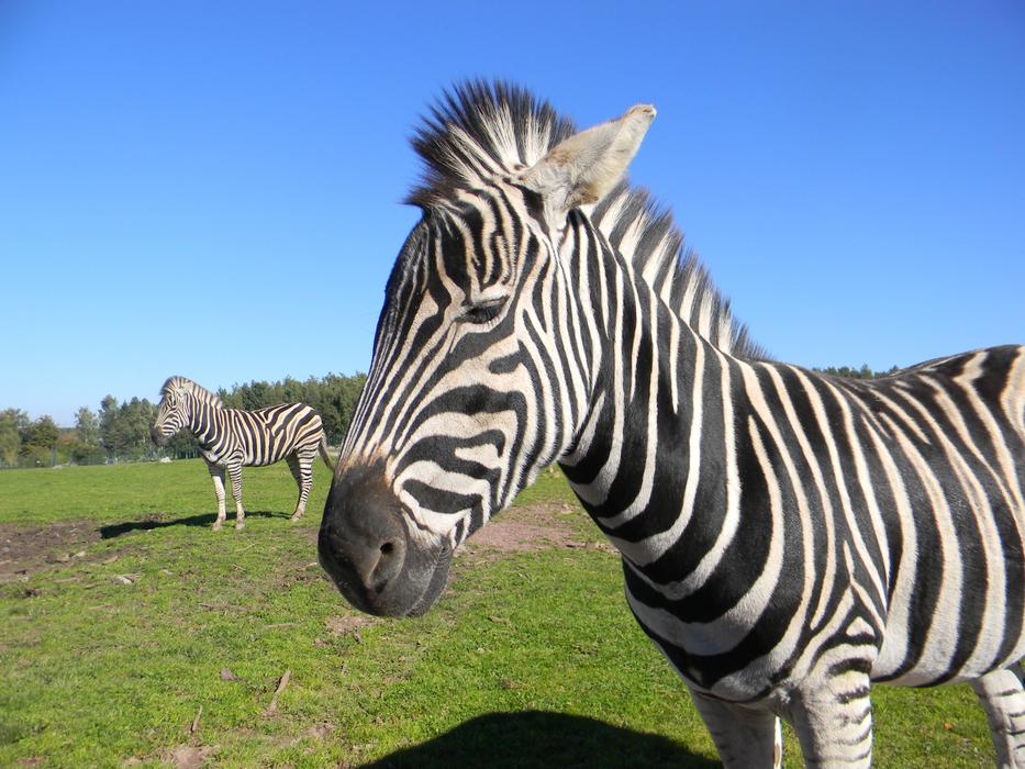 fun zebra in nature