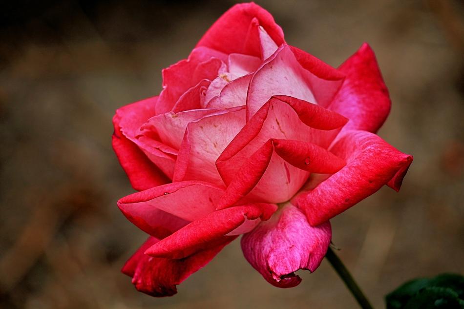 Rose Red