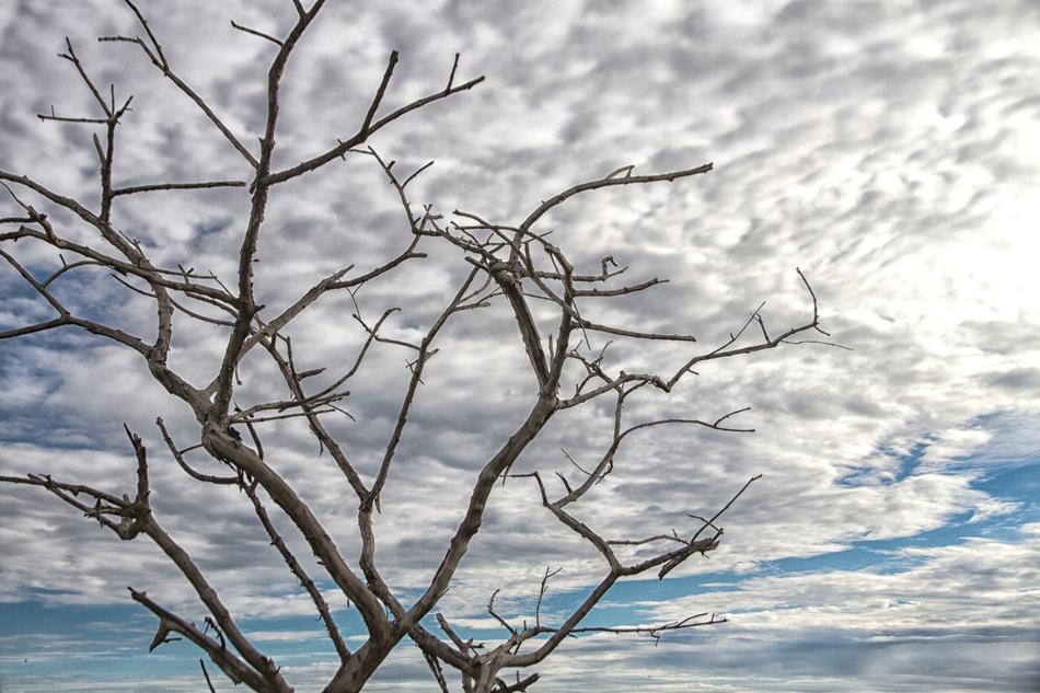 Backlit Sky Twigs