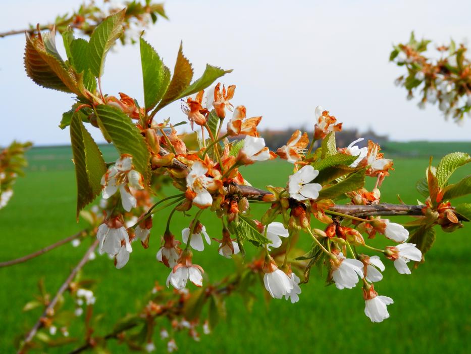 small flowers on a tree branch