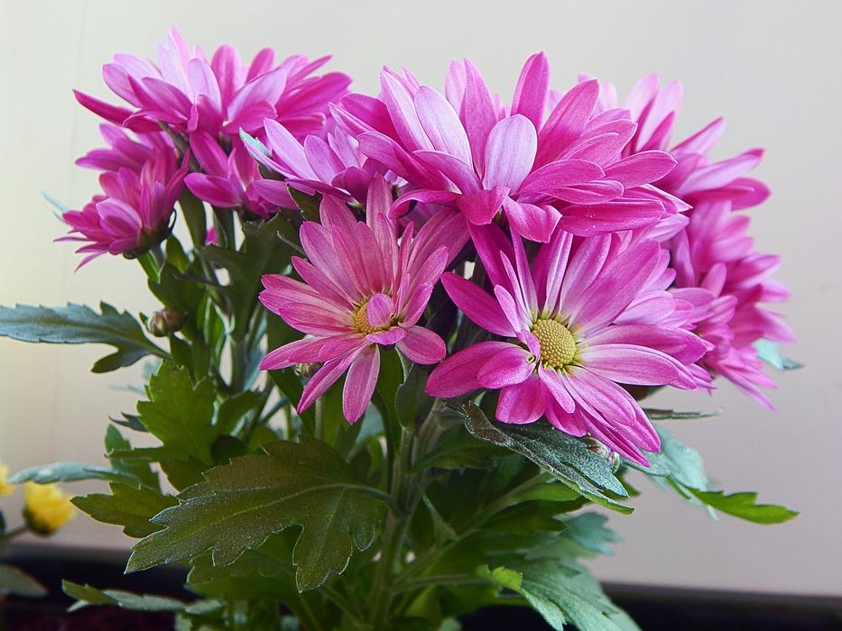 Flower Gerbera Color
