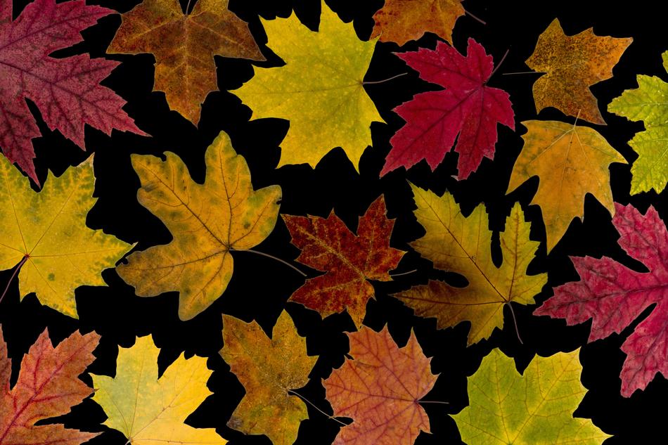 Leaves True Maple Autumn
