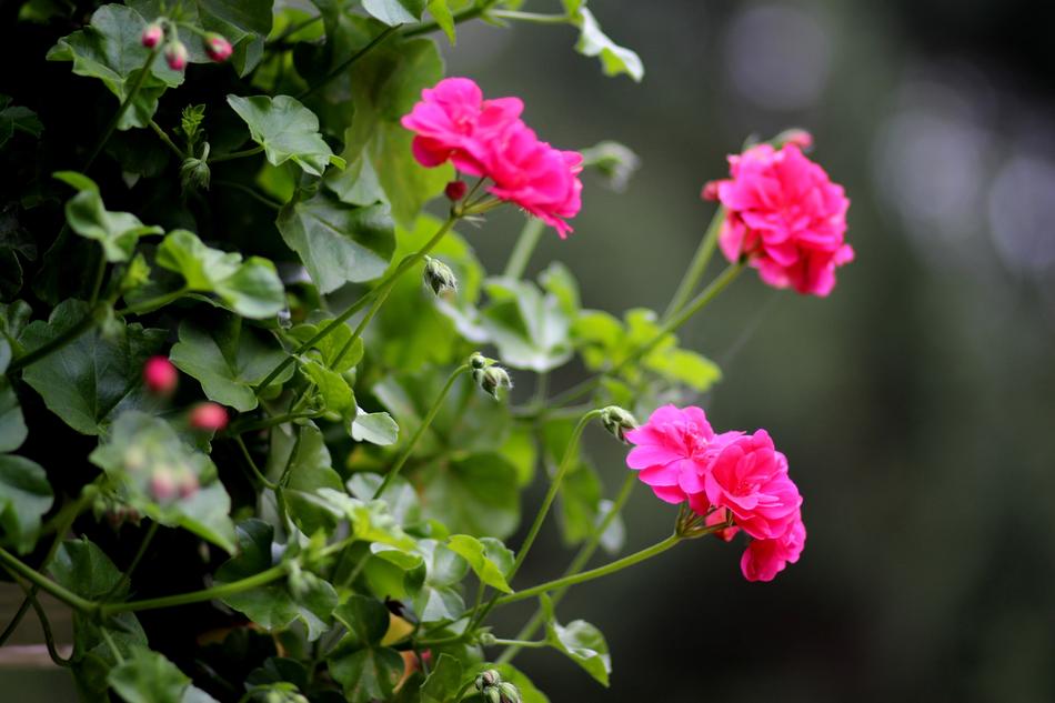 Geranium plant with pink Flowers at blur background