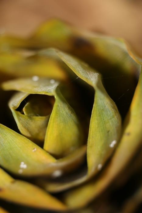 Bamboo Shoots Soil