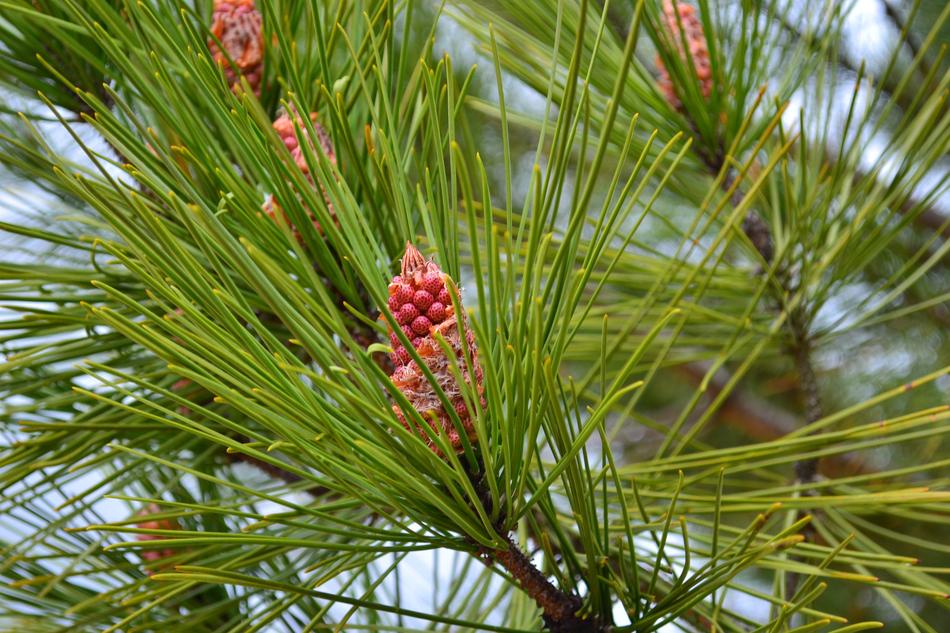 Pine Cone Points on tree