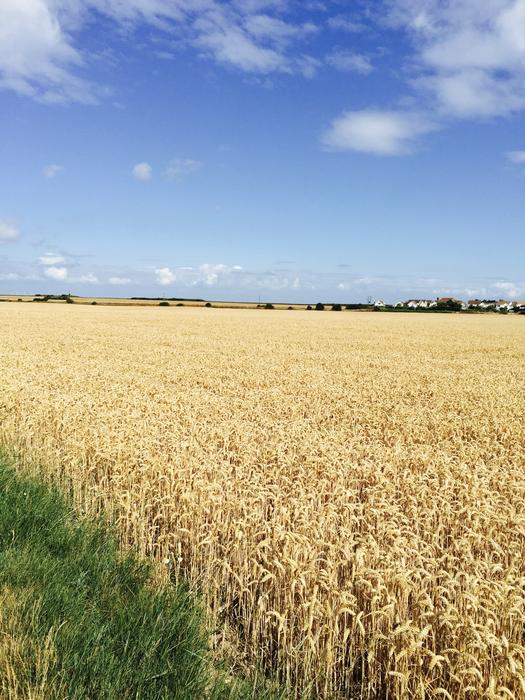 beautiful view of a wheat field