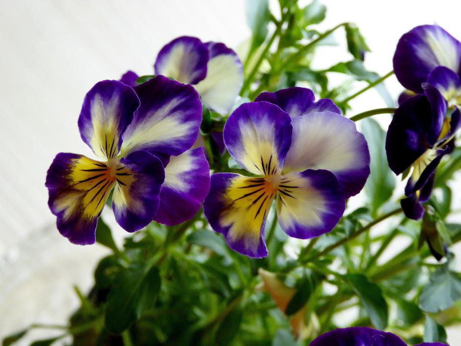 Pansy 400â500 Blue