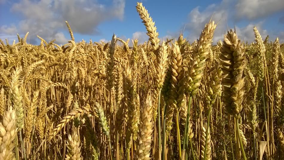 close up of wheat