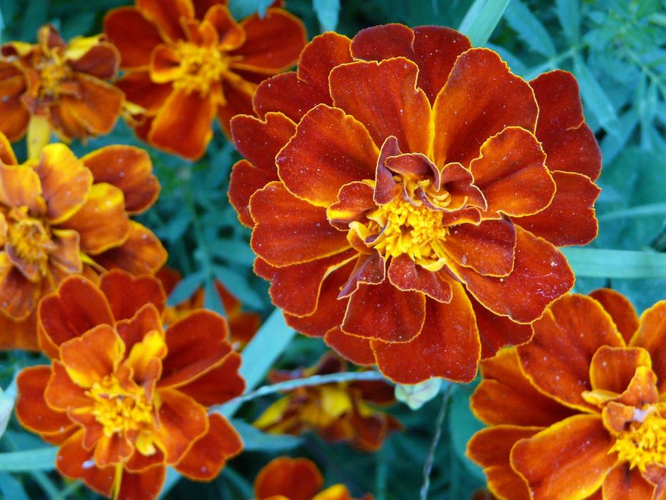 Flower Flowers Orange
