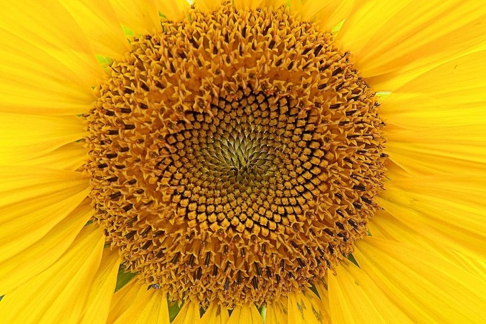 Sunflower Yellow B