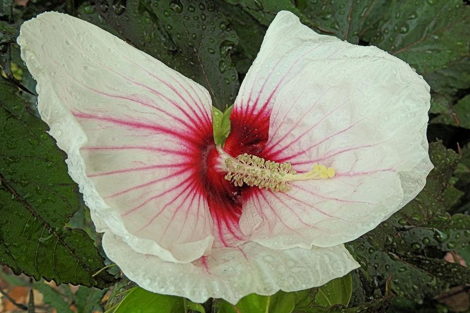 Giant Hibiscus Raindrop