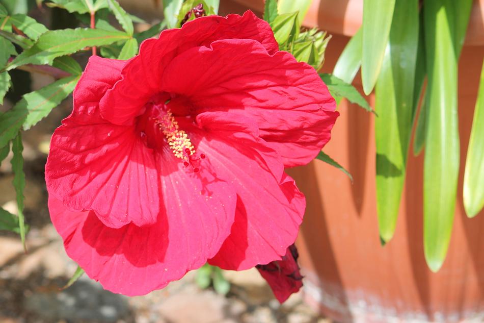 Hibiscus Giant Pink
