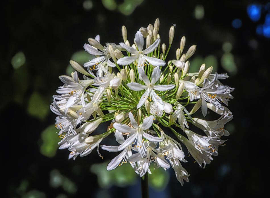beautiful white flower plant
