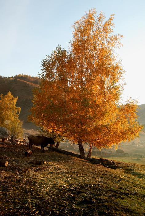 Autumn gorgeous tree