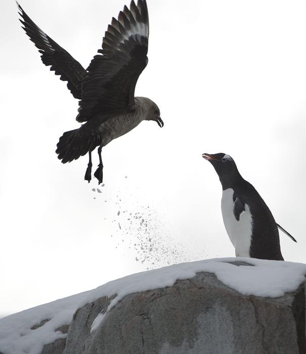 seagull and penguin up close