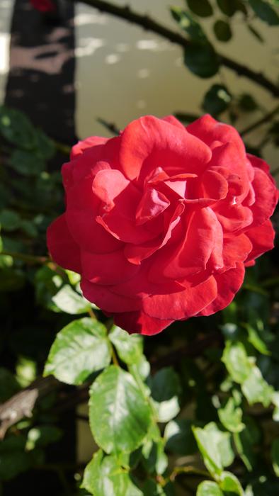 Rose Red Flower