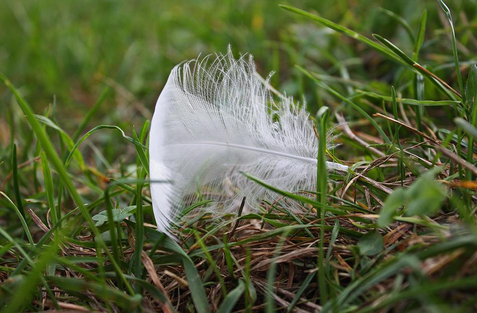 Feather Jesen Labut
