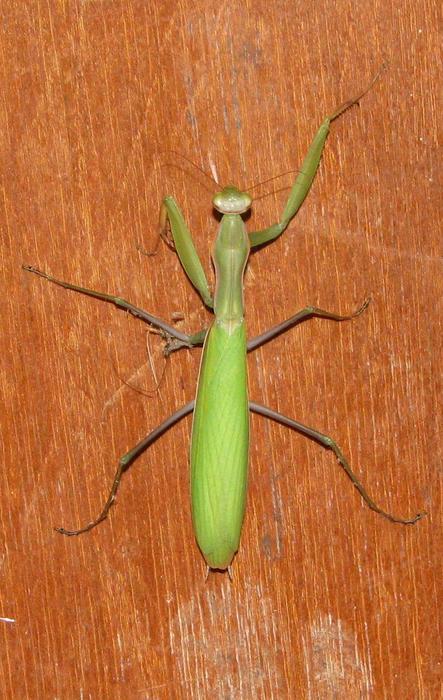 green mantis on a wooden table