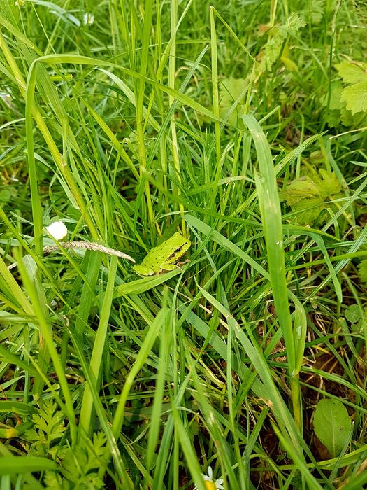 the little frog hid in the grass
