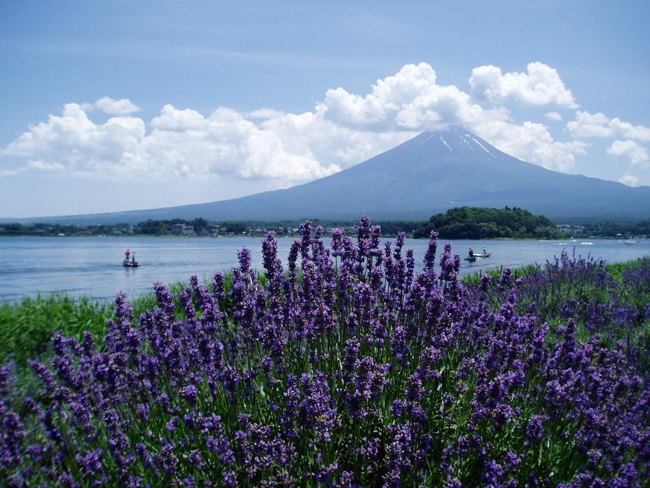 purple lavender is beautiful