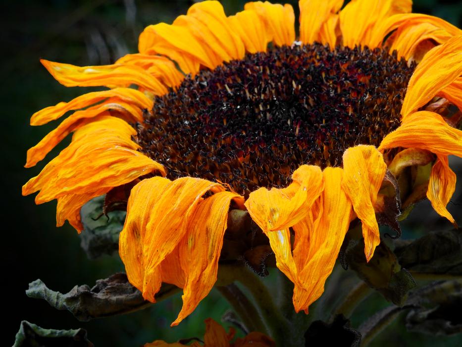 Sunflower Flower Blossom