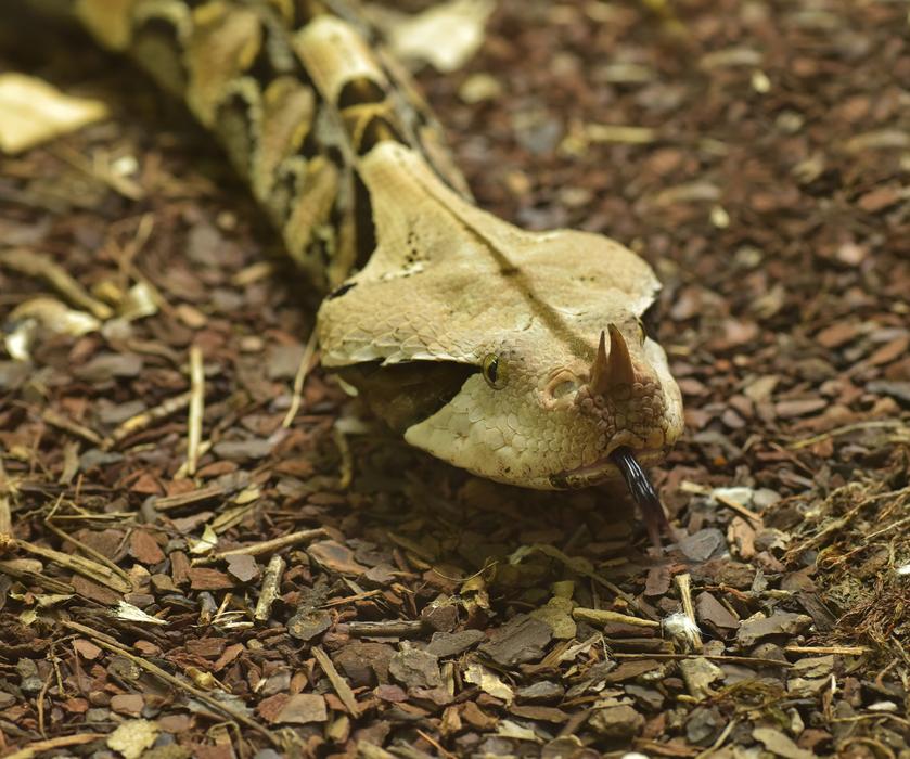Gabon Viper Bitis Gabonica Snake