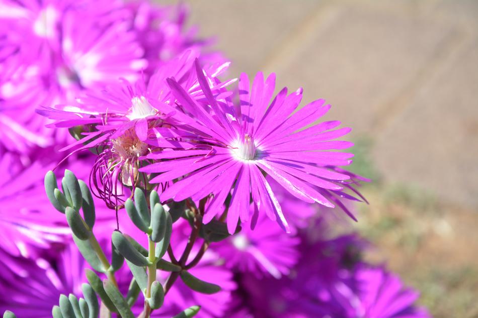 fragrant pink blooming flowers