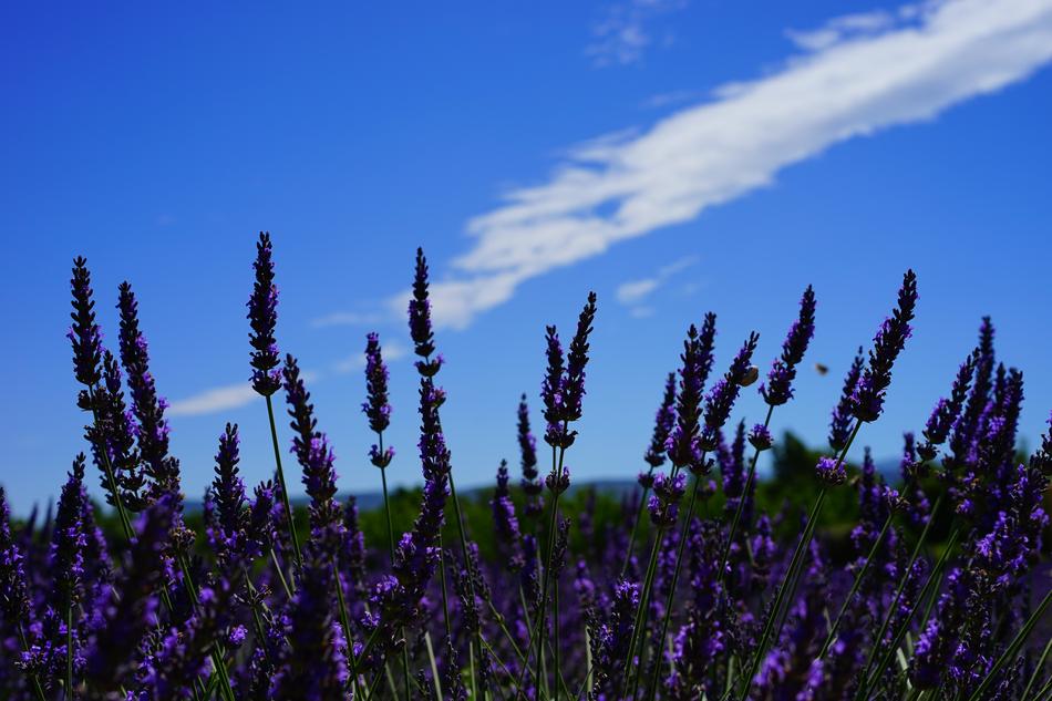 Lavender Flowers Purple