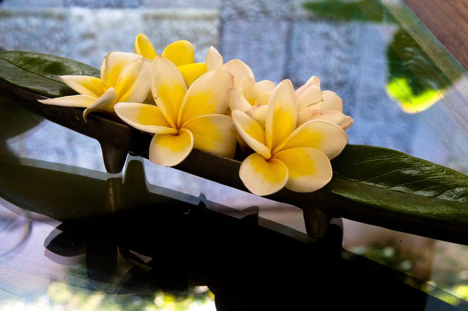 yellow Plumeria Frangipani Flowers