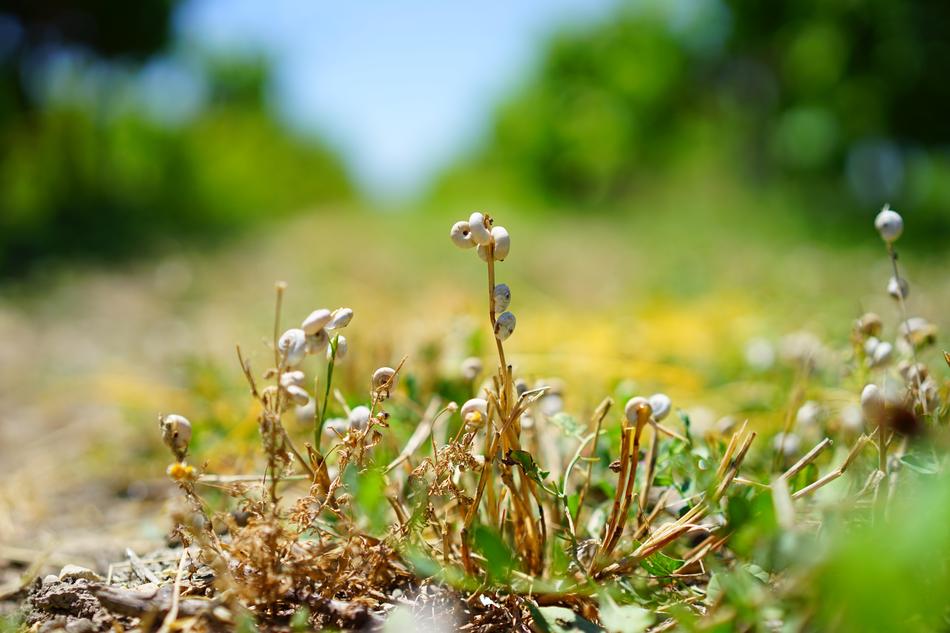 small plant sprouts in the ground