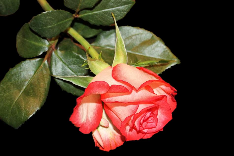 Rose Blossom Bloom Bi
